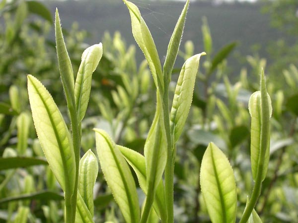 Close-up of An Ji Bai Cha Green Tea bud